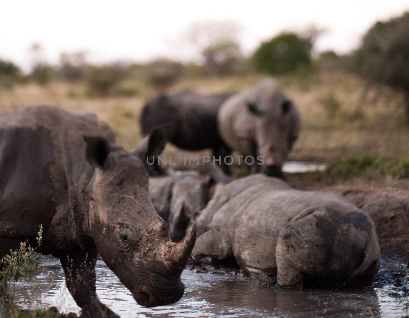 Group of rhinos in the mud by edan