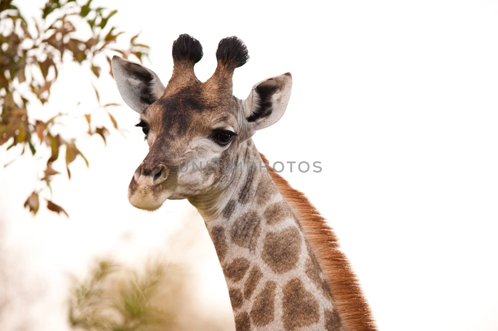 GIRAFFE (Giraffa camelopardalis) up close 2 by edan