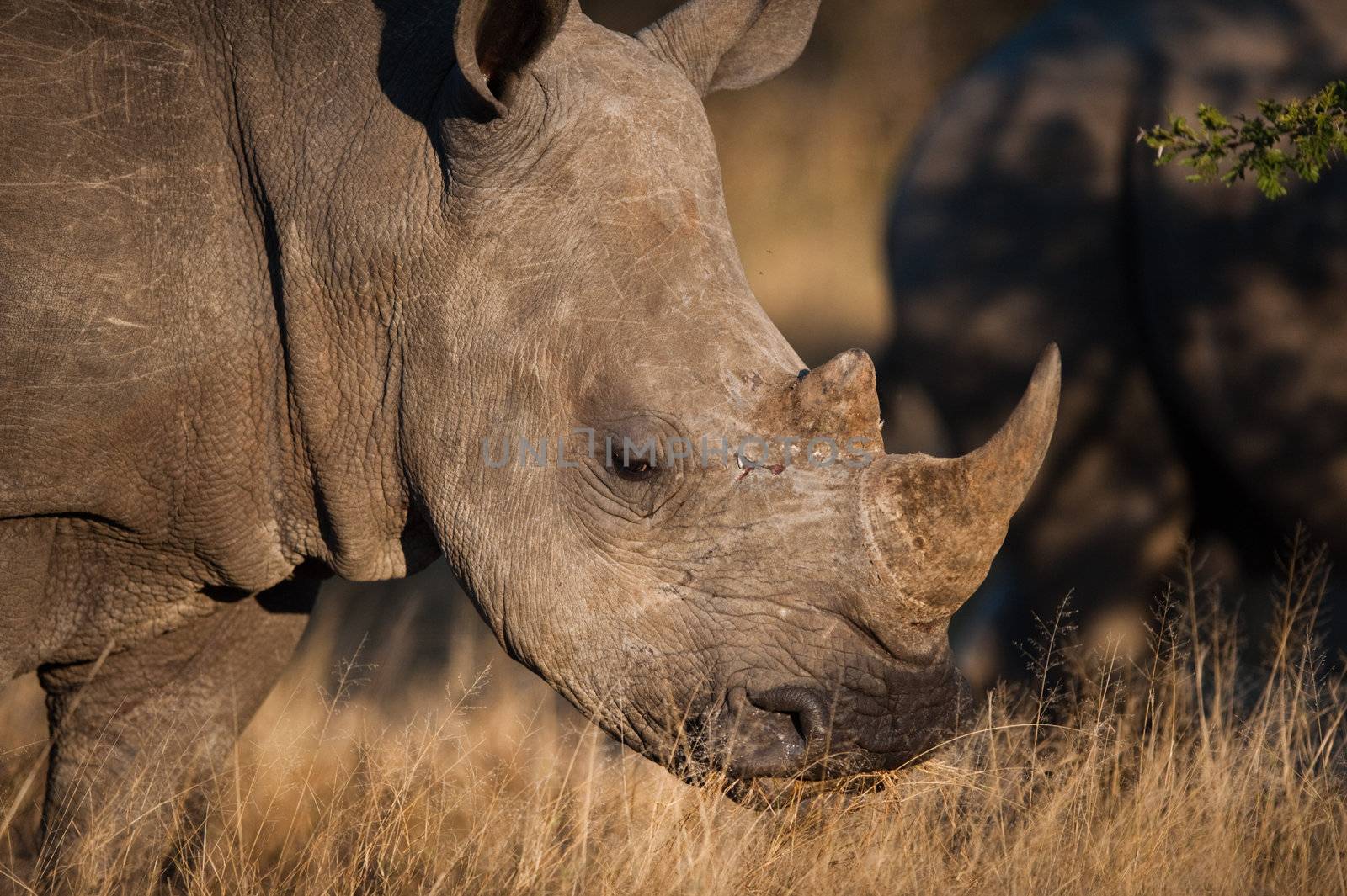 Grazing rhino by edan