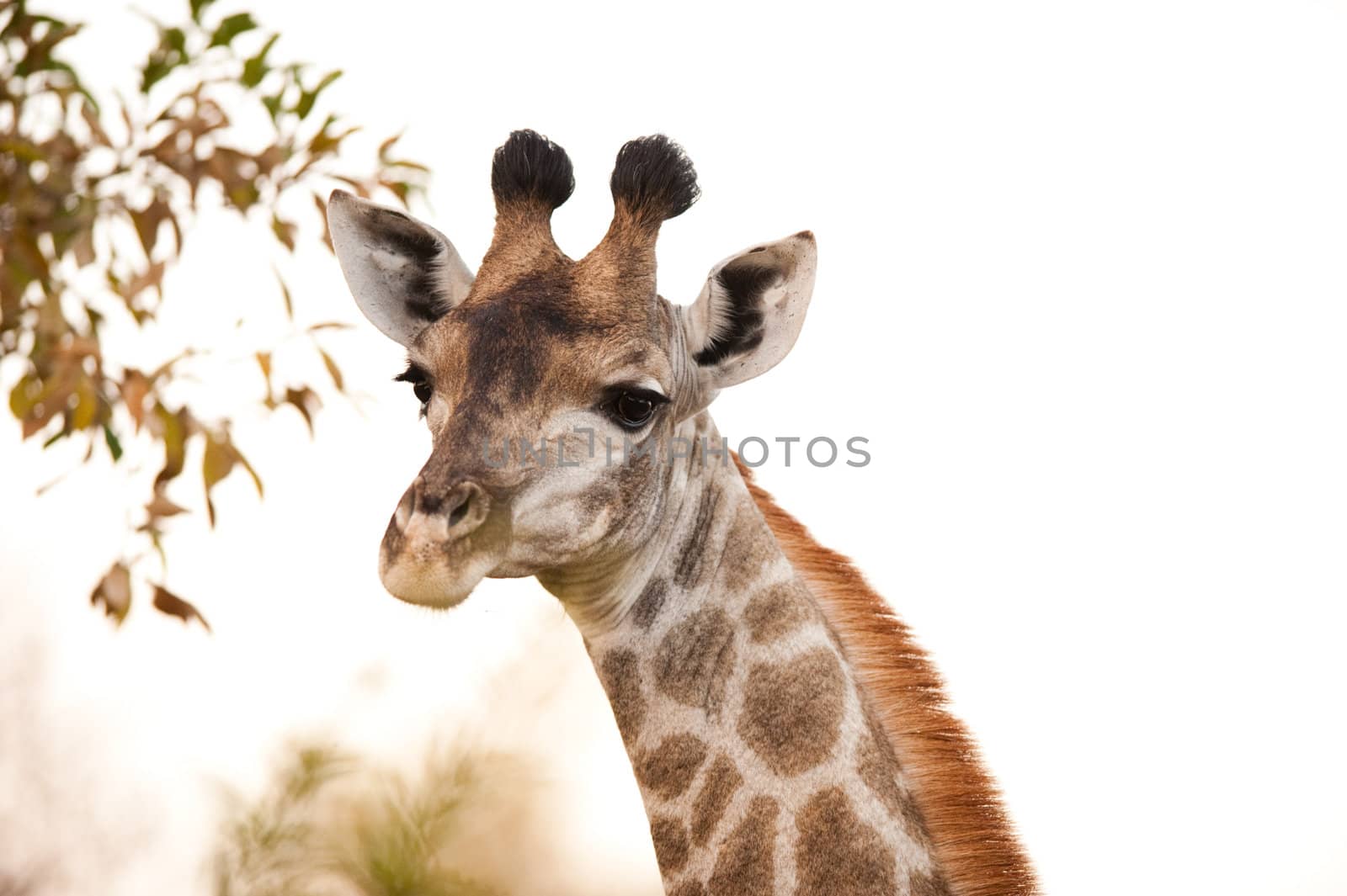 GIRAFFE (Giraffa camelopardalis) up close by edan
