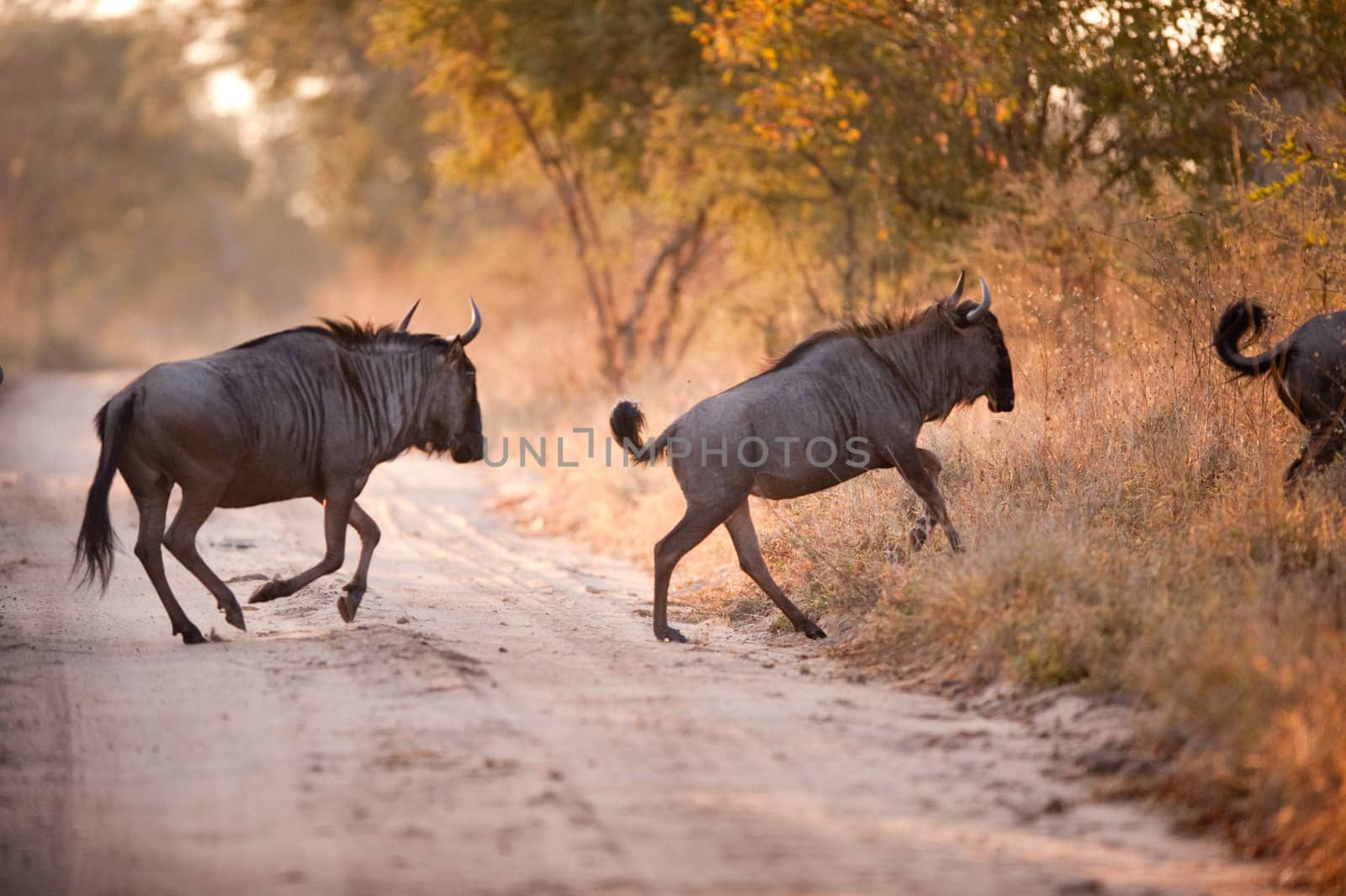 Two BLUE WILDEBEEST (Connochaetes taurinus) crossing a road