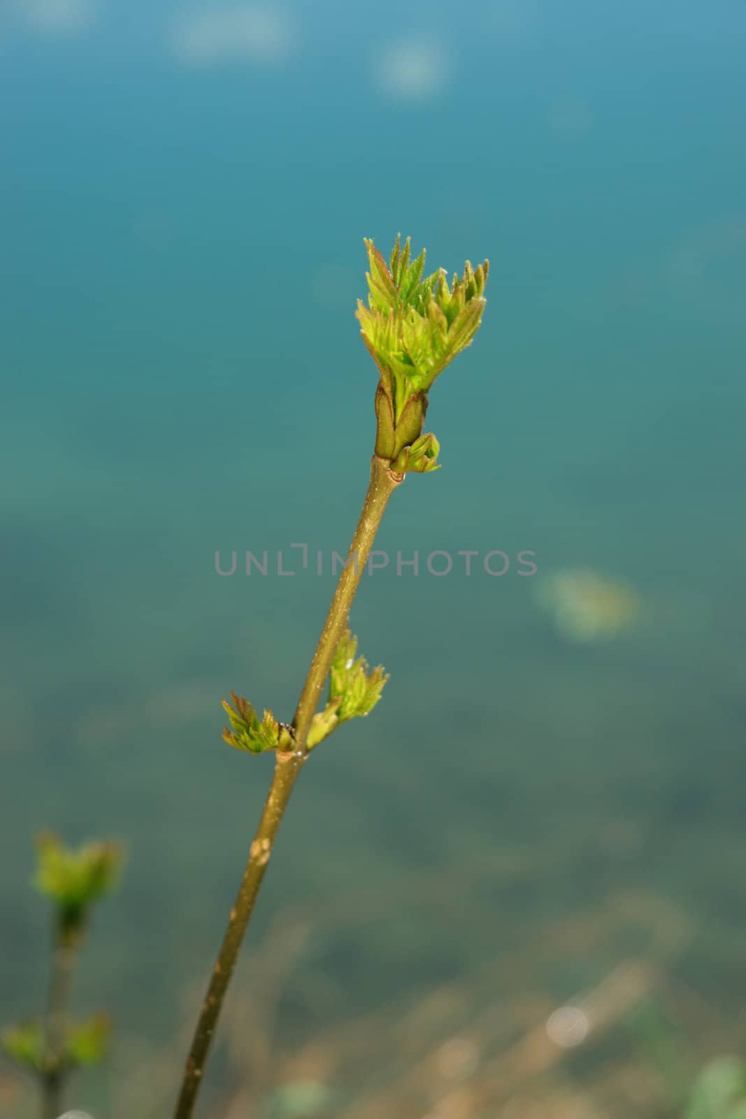 a sprout at spring time on a sunny day