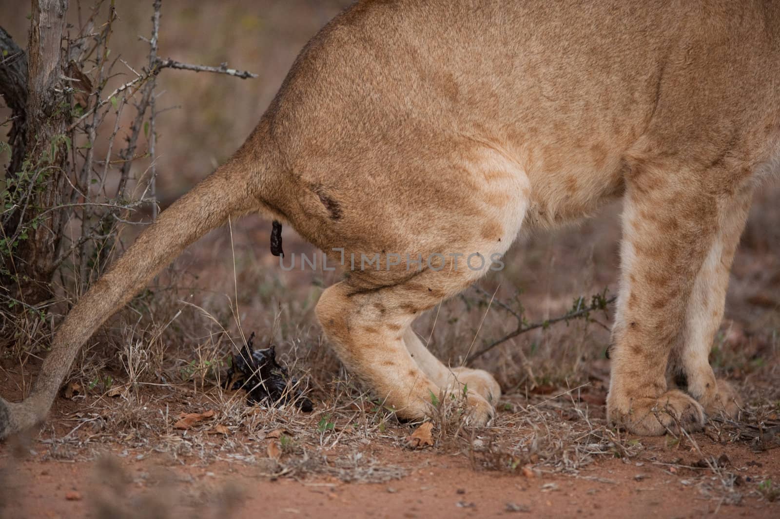 Lion defecating in the bush, South Africa