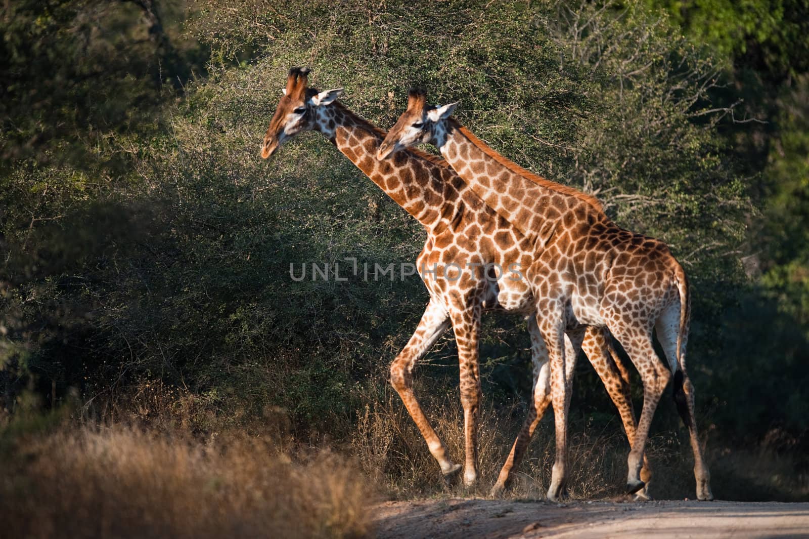 Two GIRAFFES (Giraffa camelopardalis) walking, South Africa