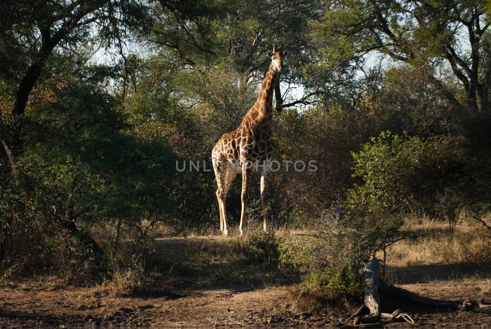 Single GIRAFFE (Giraffa camelopardalis) standing, South Africa