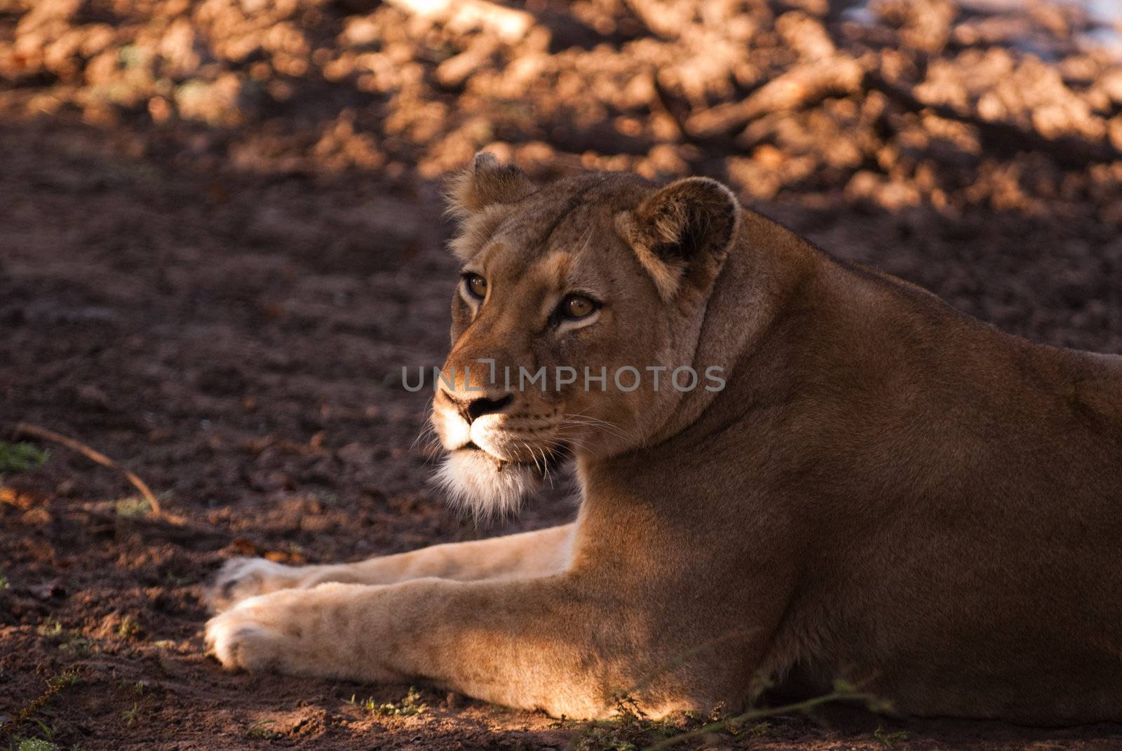 Kapama Game Reserve, Hoedspruit, South Africa
