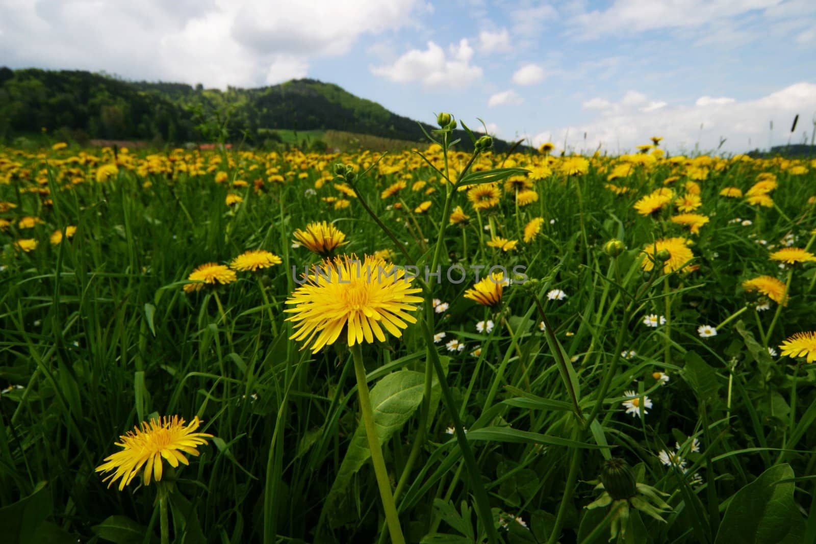 Spring flowers in the field on a sunny day