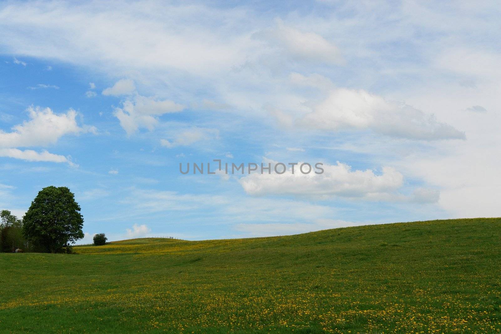 a beautiful summer landscape outside in the meadow