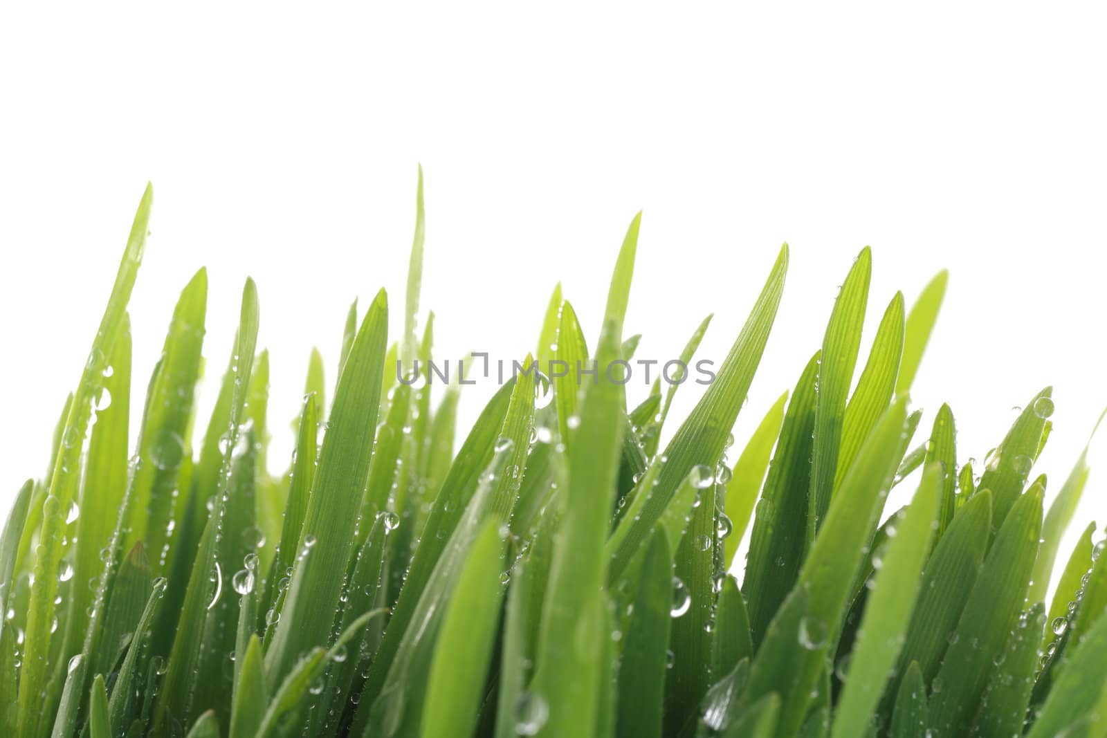 close up of vivid fresh green grass