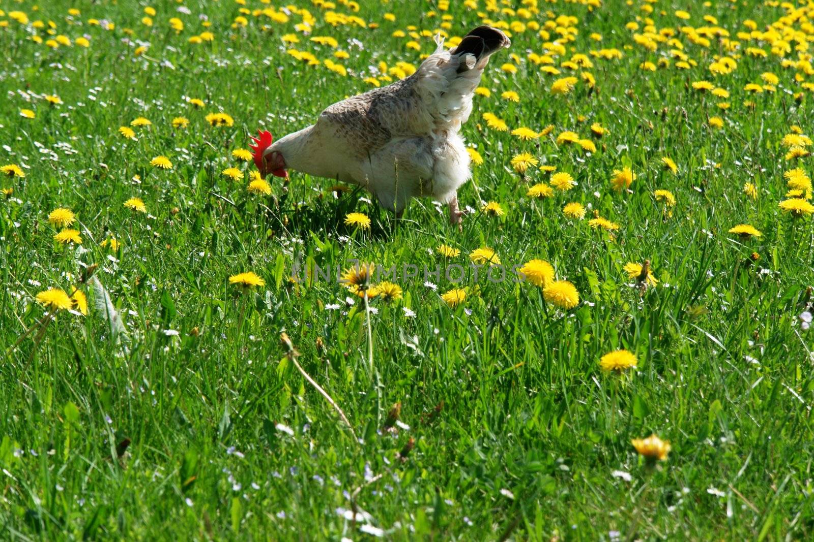 Hen outside in the meadow at spring