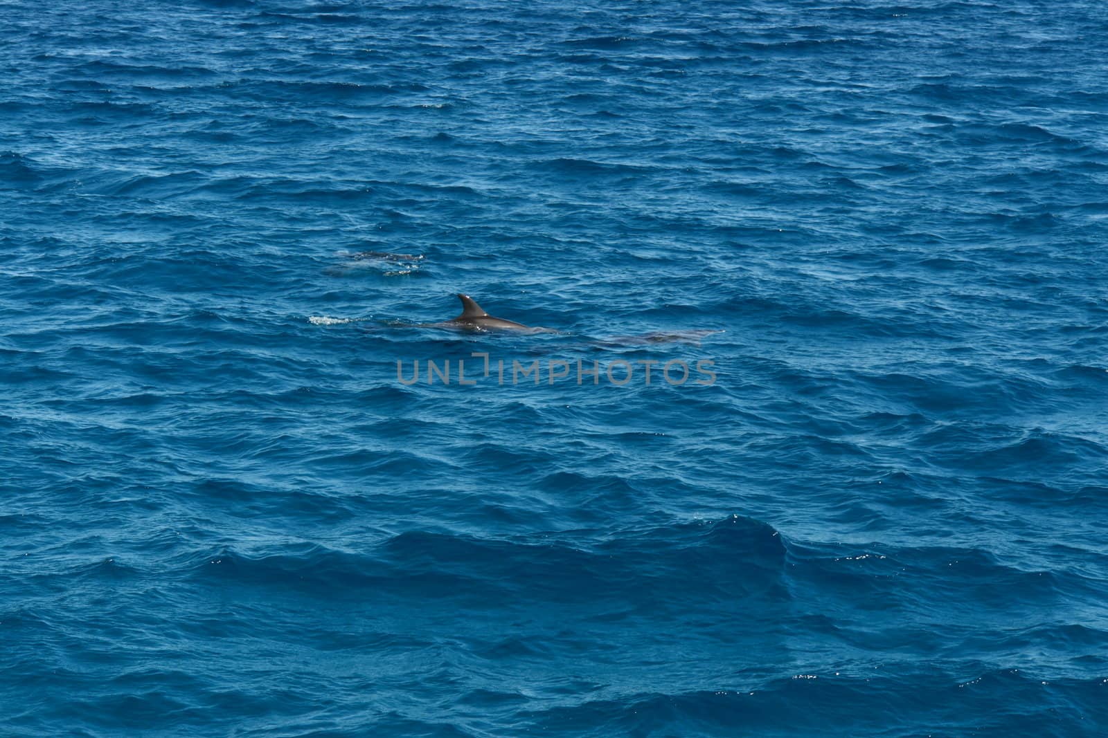 small blue waves in the red sea