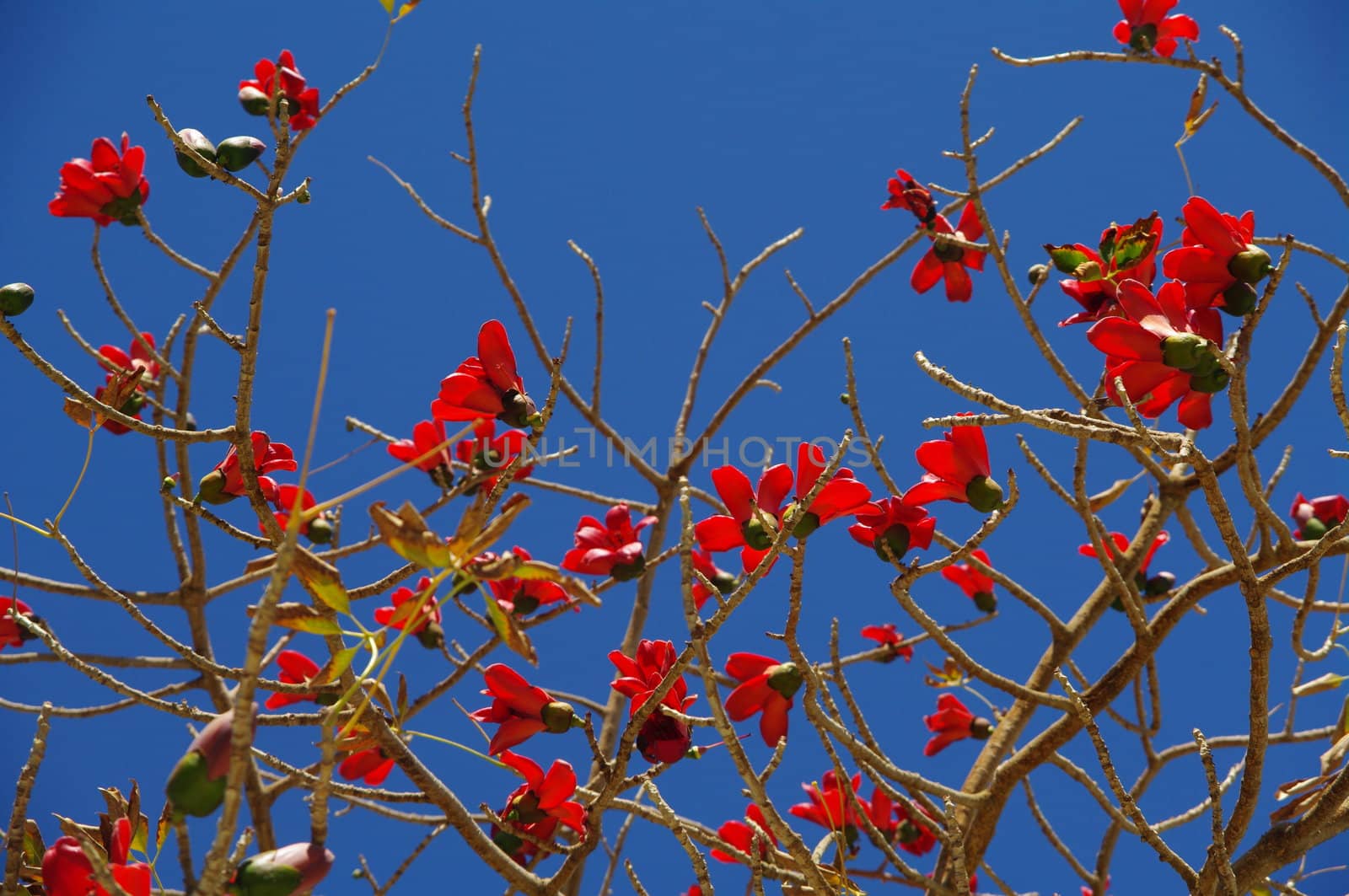 Bougainvillea is a genus of flowering plants.....