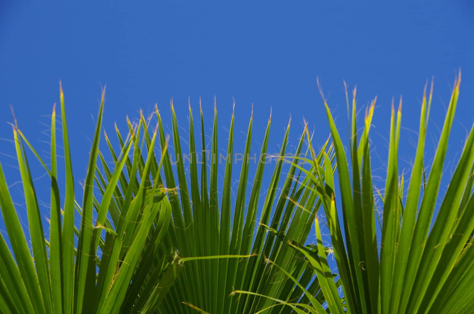 Palmtree by yucas