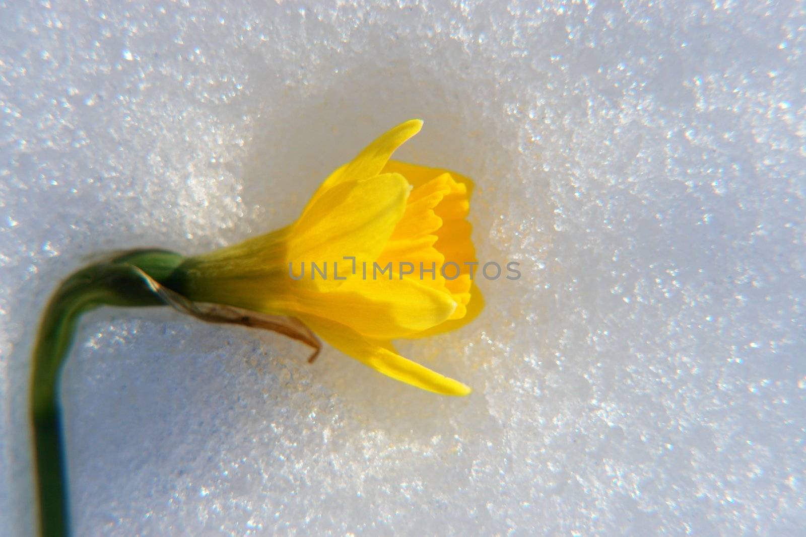 close-up of a yellow flower on ice