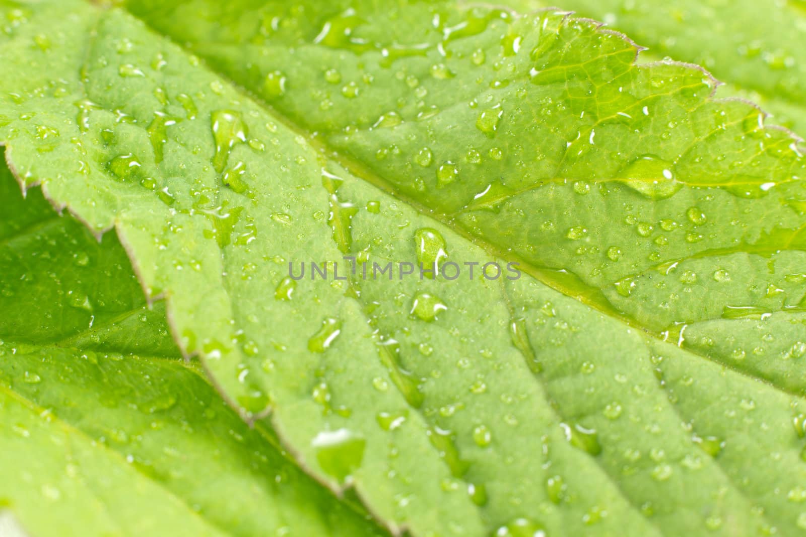 A closeup picture of a green leaf with rain drops