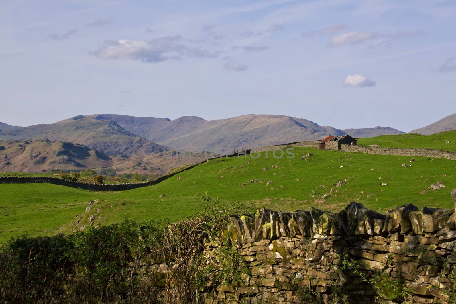 Hilly landscape with sheep pastures in Cumbria, northern England
