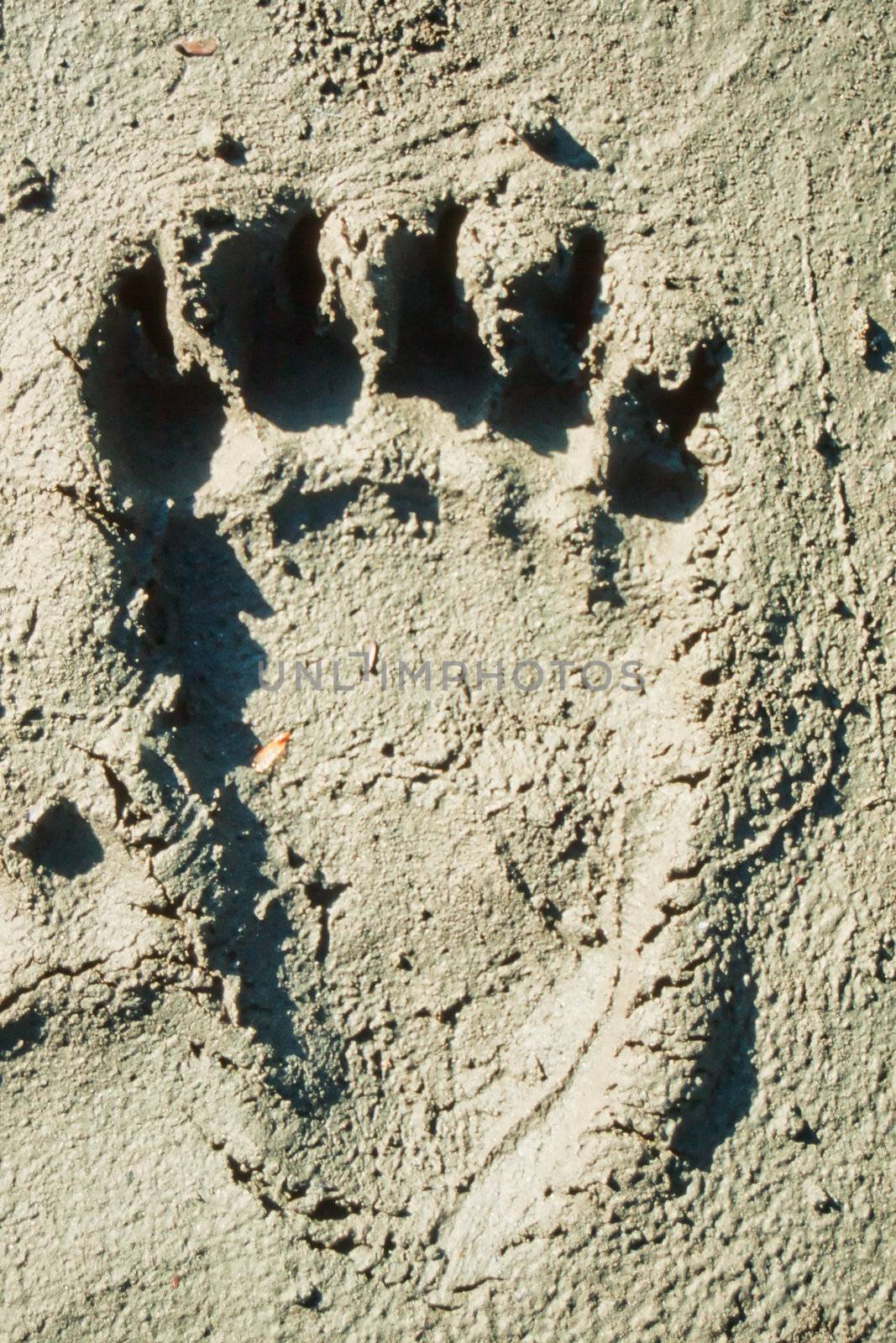 Hind foot print of grizzly bear in soft muddy ground.