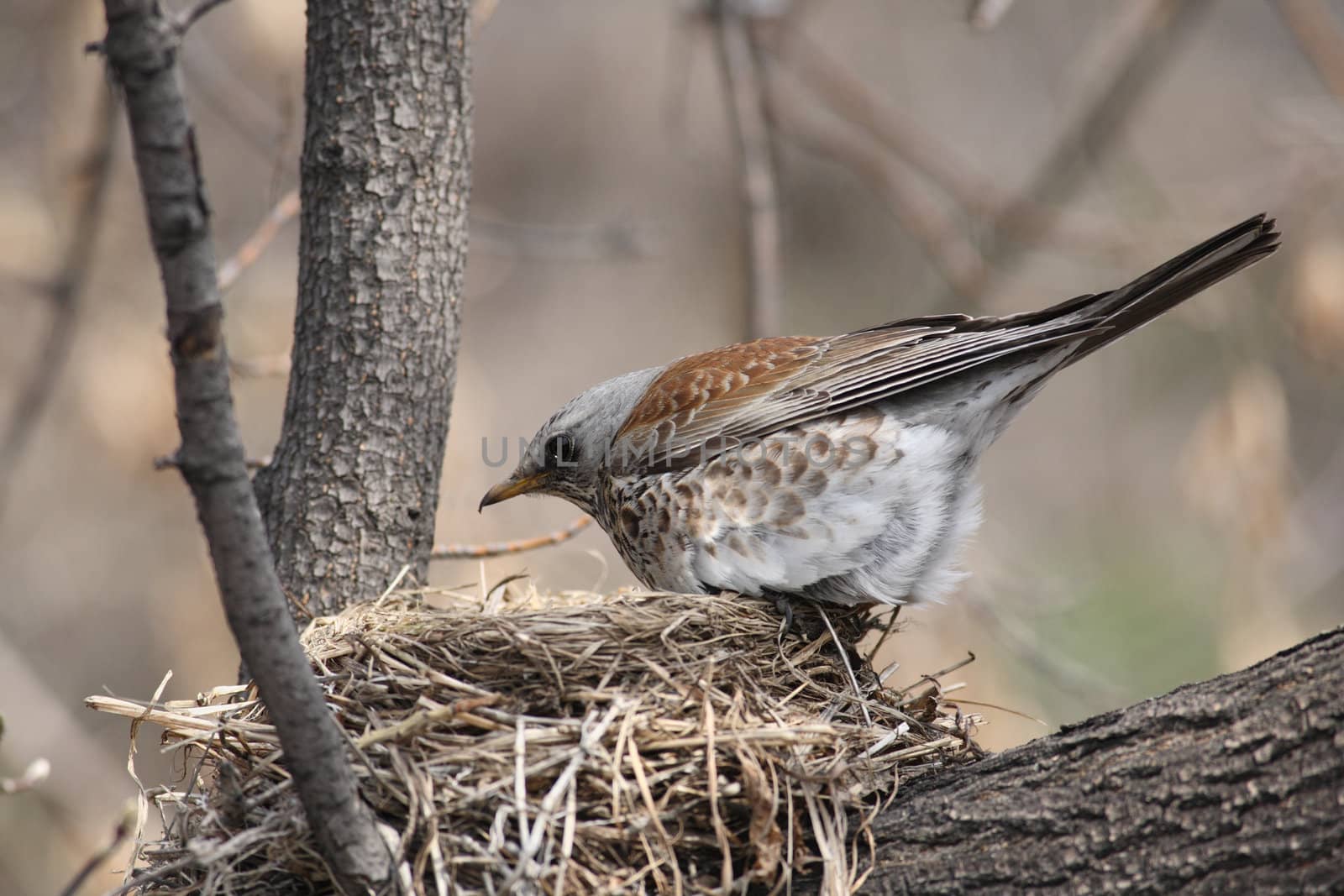 Fieldfare, (Turdus pilaris) by Ohotnik