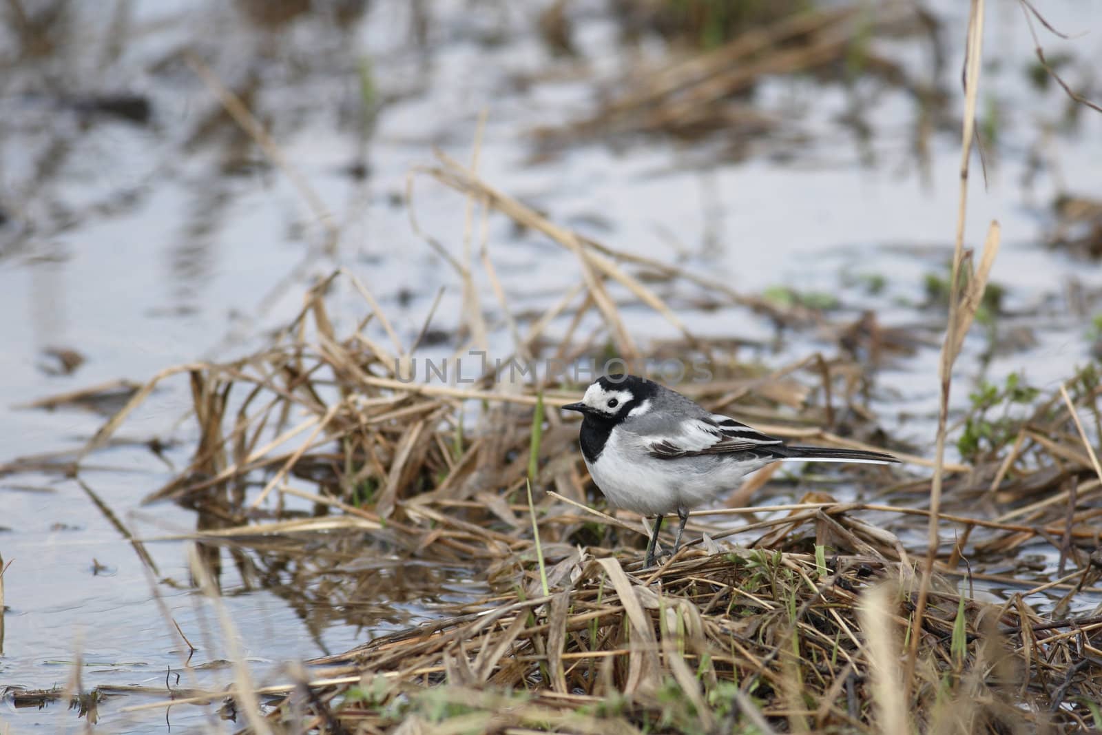 The wagtail sits on coast of the river