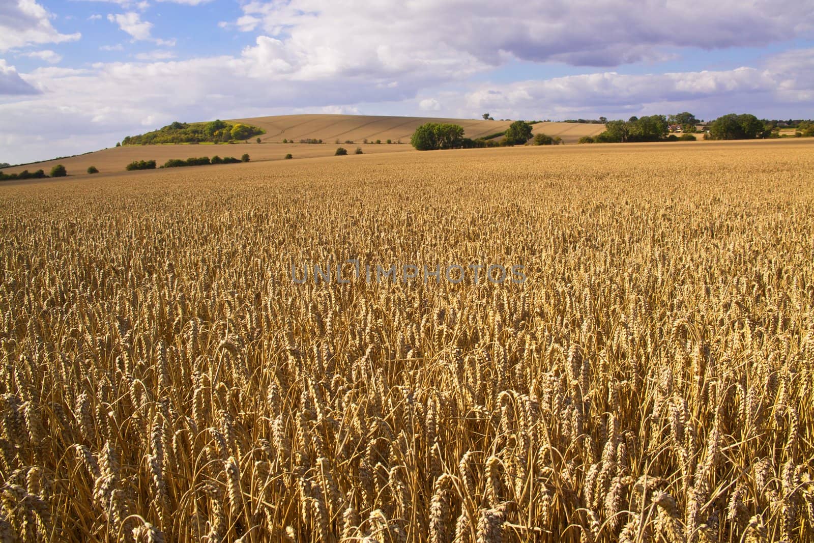 Typical landscape in central England with wheat fields