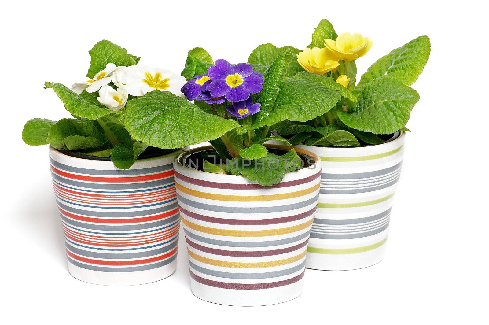 Multi-colored Primeroses in striped flower pots isolated on white background