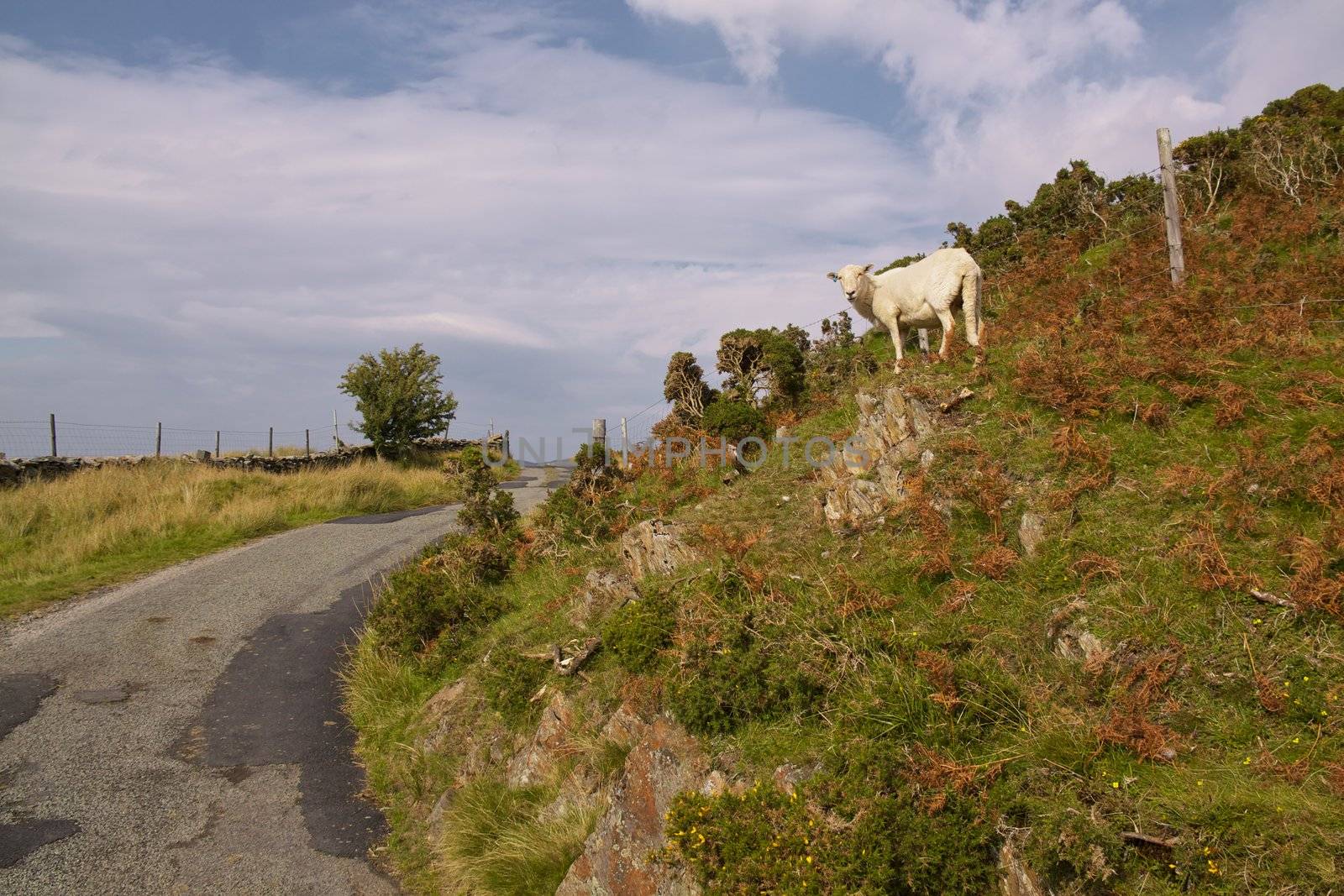 Road in Snowdonia by Harvepino