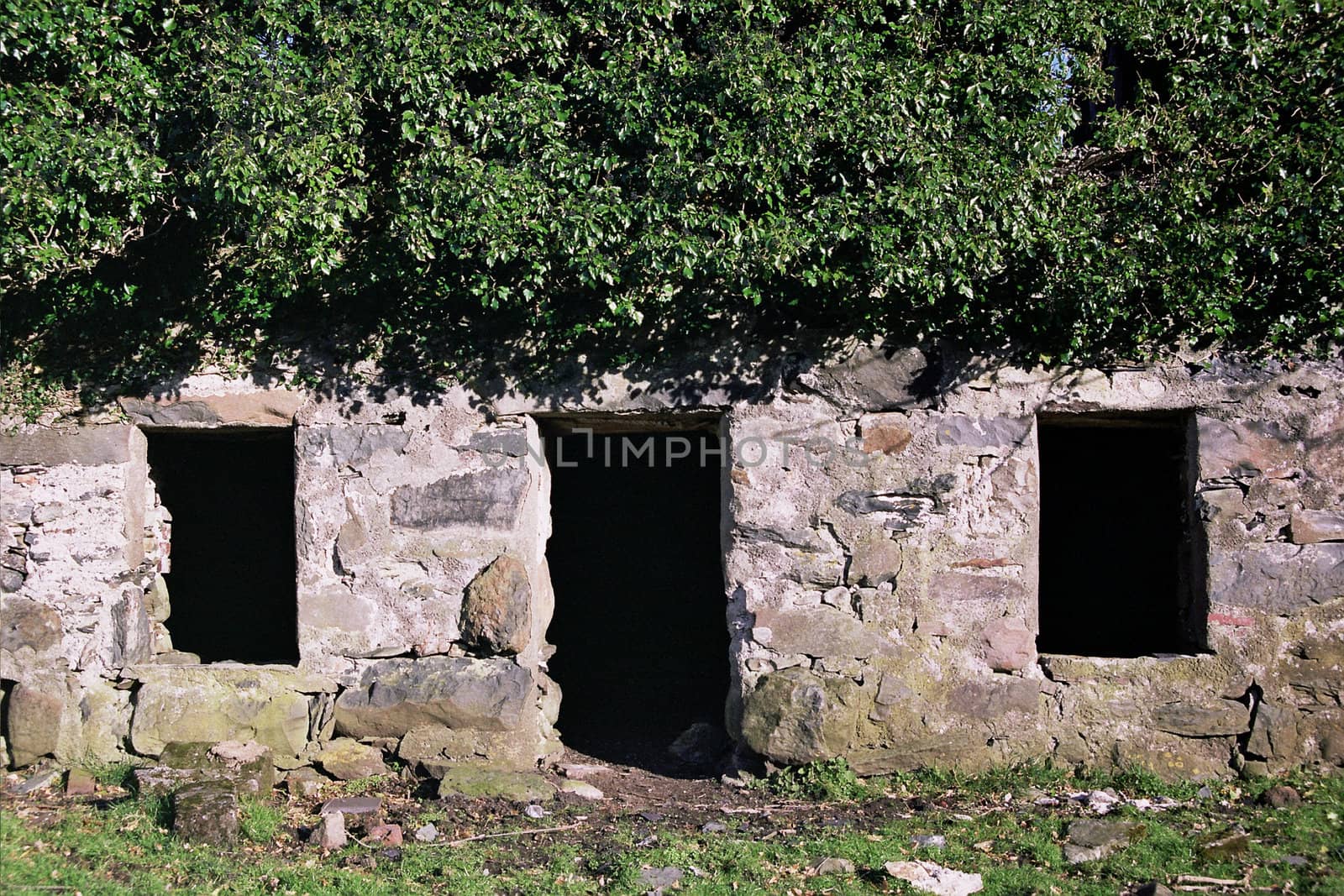 An abandoned cottage, derelict with ivy covering the roof, dark window and door spaces and green grass in front.