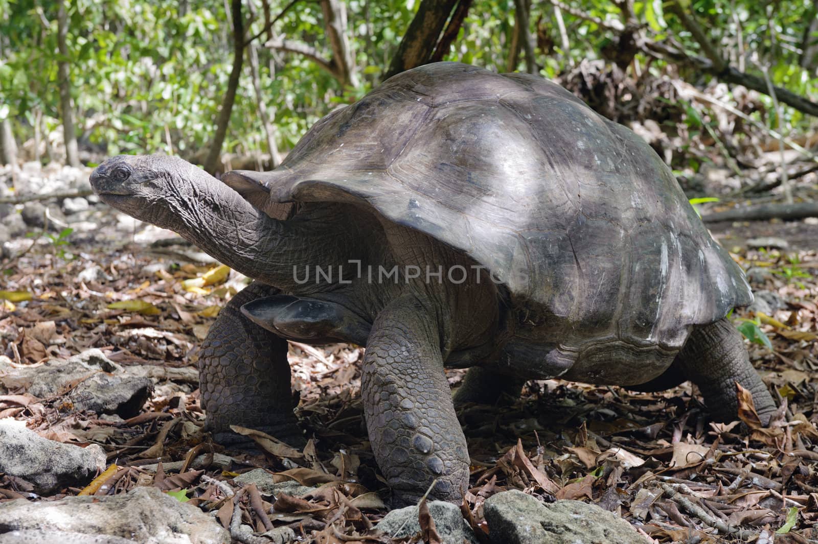 Aldabrachelys elephantina  syn. Geochelone gigantea, Dypsochelys elephantina, Dypsochelys dussumieri, Cousin island, Seychelles, Africa