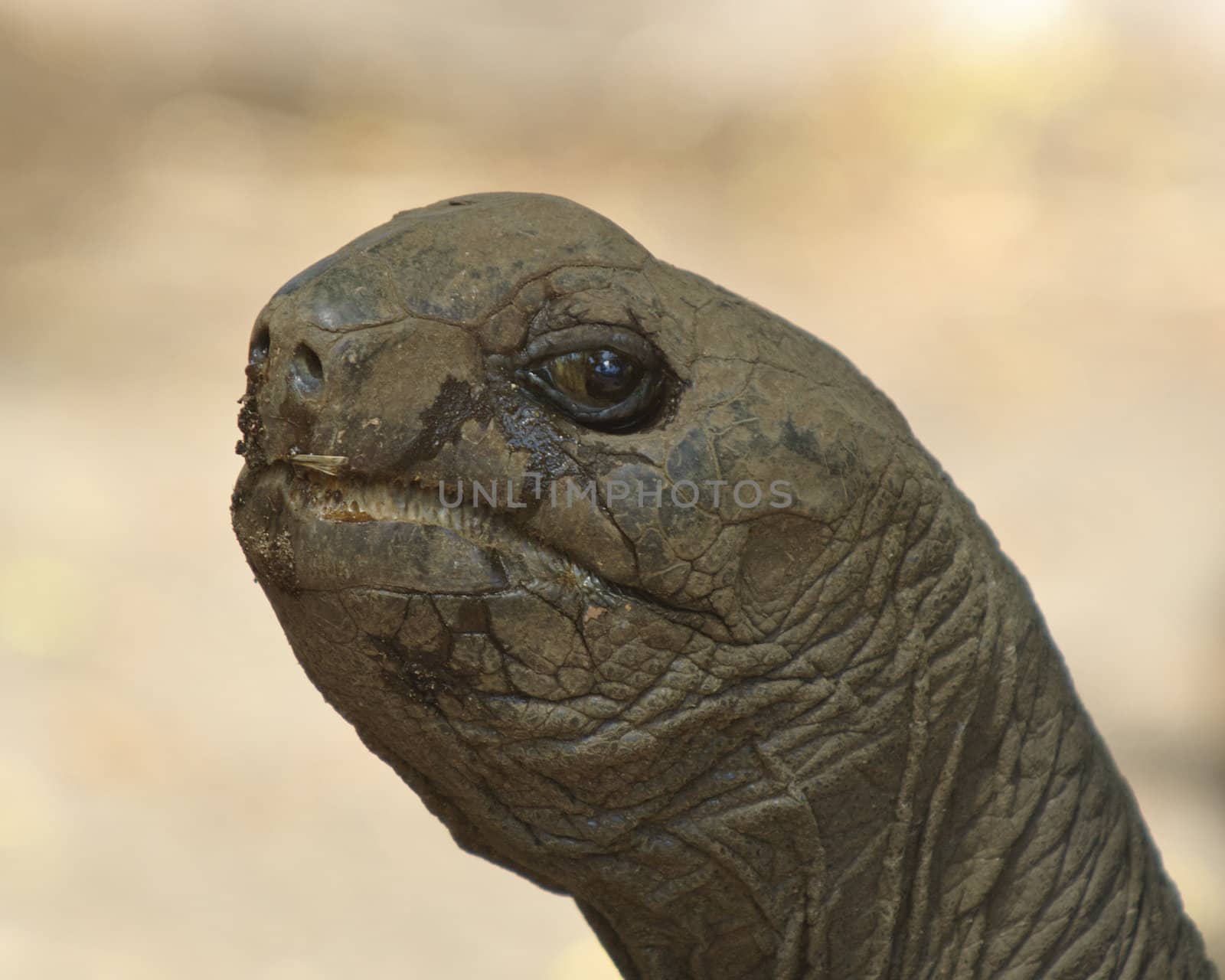 Aldabrachelys elephantina  syn. Geochelone gigantea, Dypsochelys elephantina, Dypsochelys dussumieri, portrait, La DIgue island, Seychelles, Africa