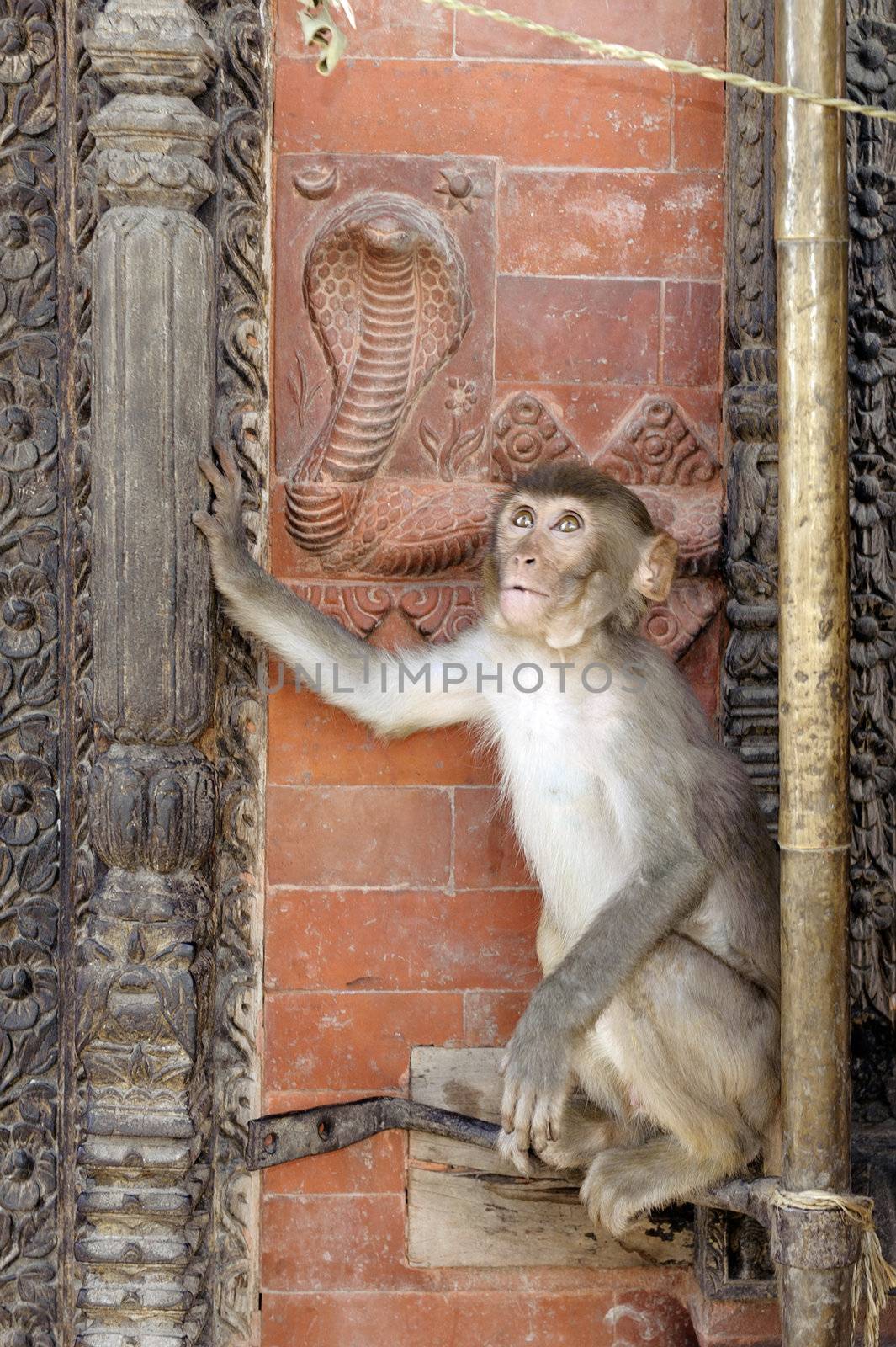 Monkey, Macaca mulatta, sitting on red brick wall around entrance to temple , Swayambhunath, Kathmandu, Nepal