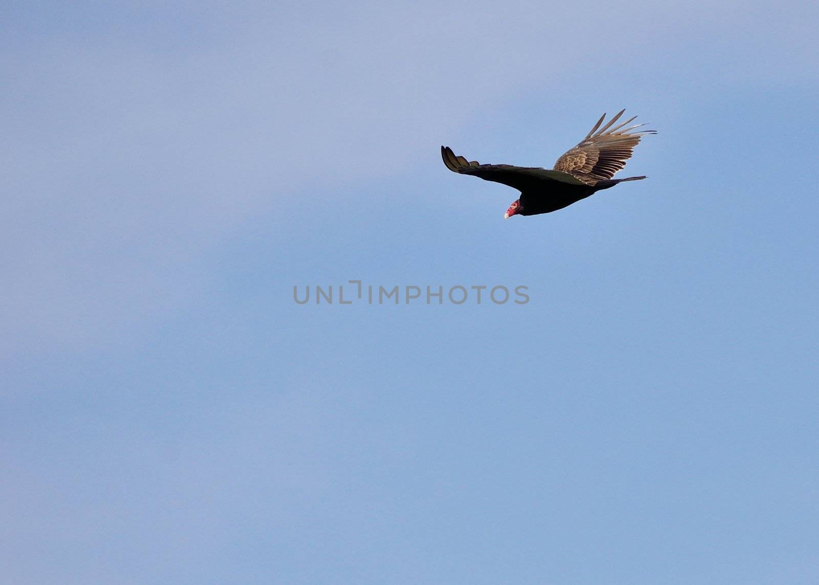 Turkey Vulture soaring in flight against a blue sky.