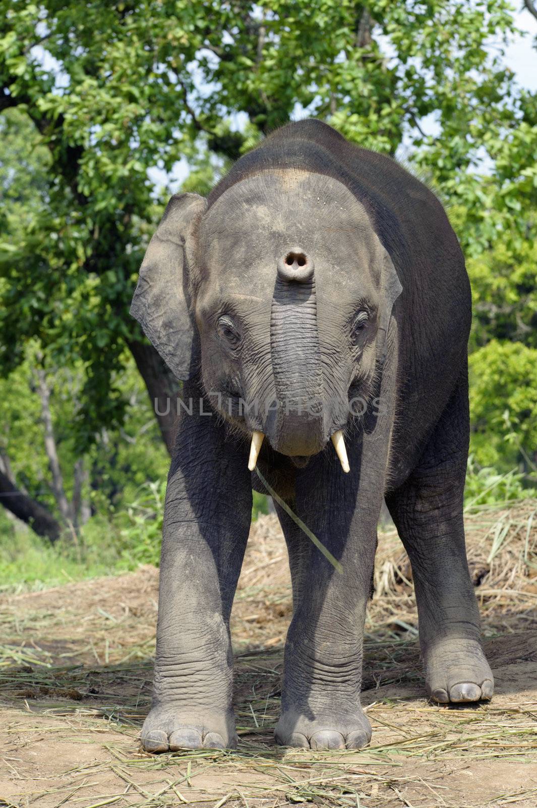 Young male Asian  elephant (Elephas maximus) in the elephant breeding center, Sauraha, Nepal