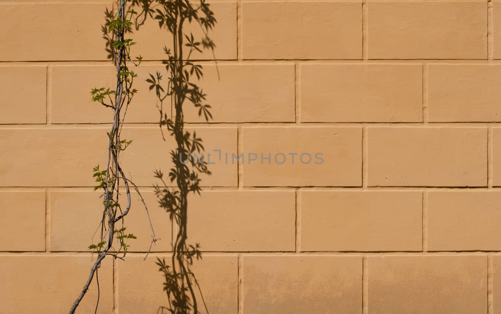 Close up stone wall texture with grapevine and it's shadow