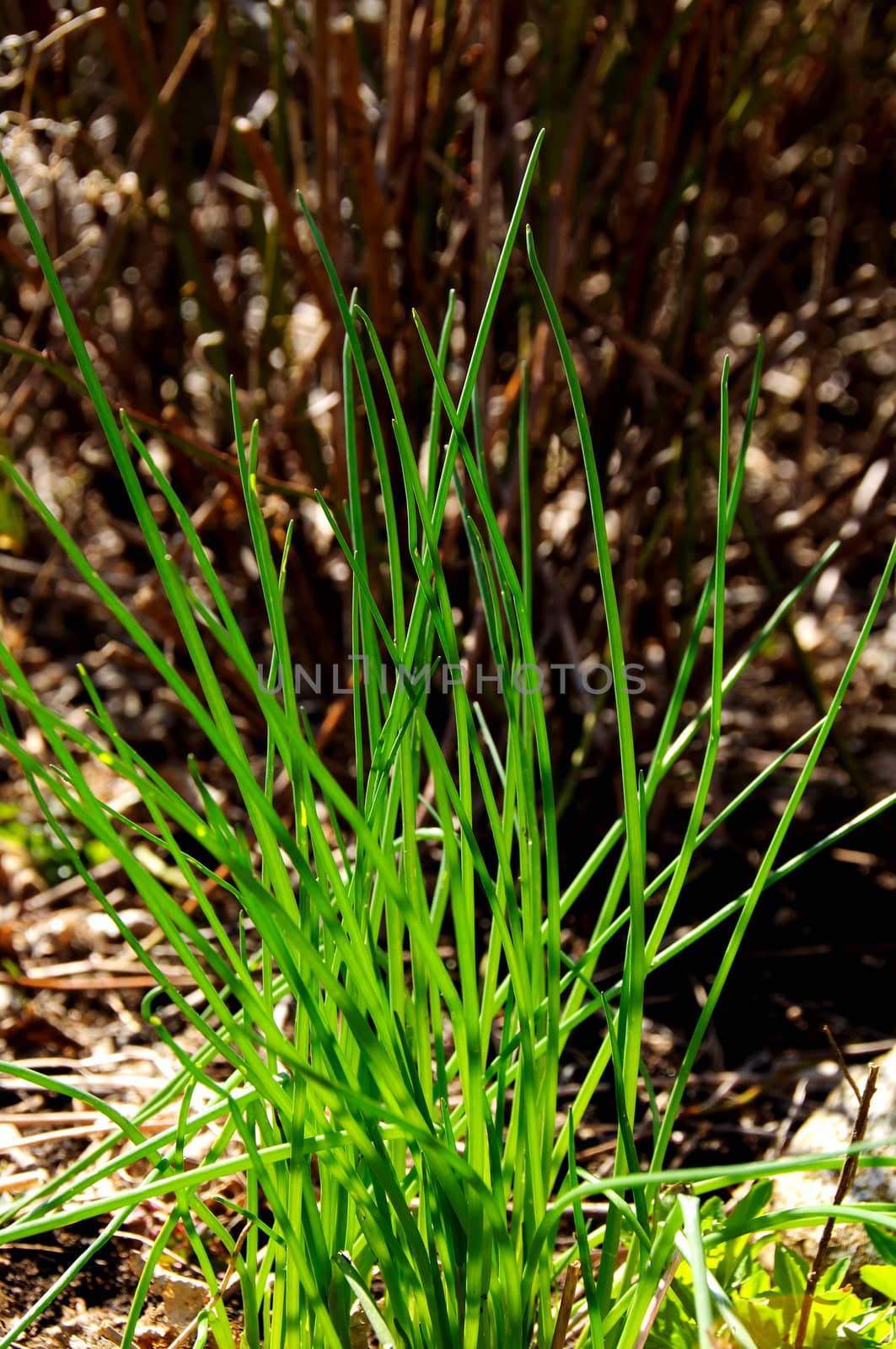 Chives by GryT