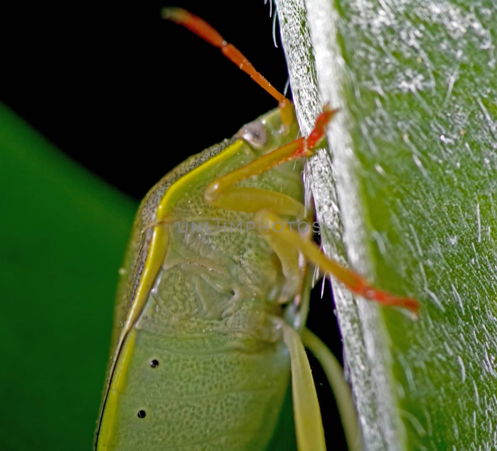 A stink bug by baggiovara