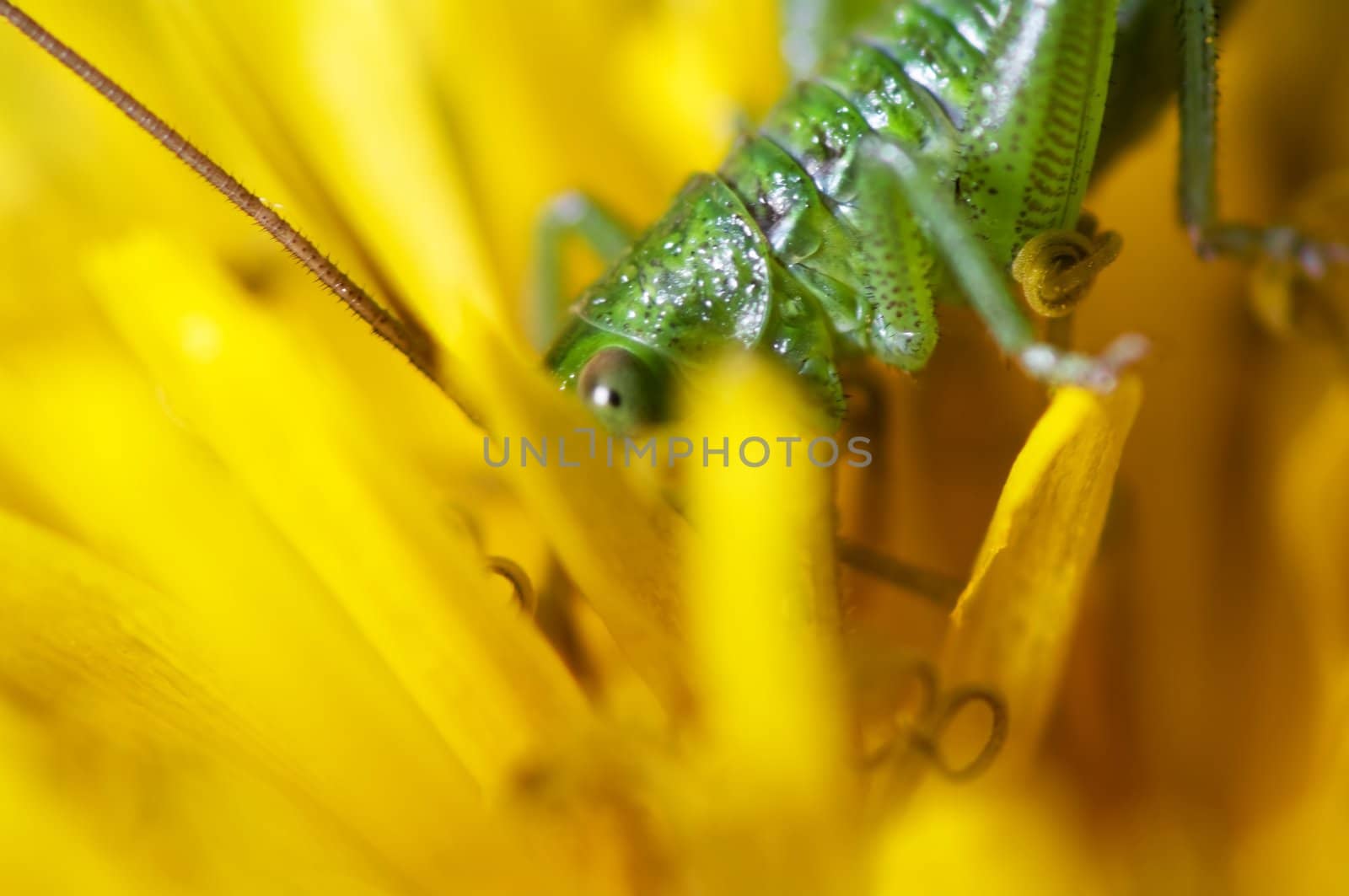 Katydid eating at a flower a spring day