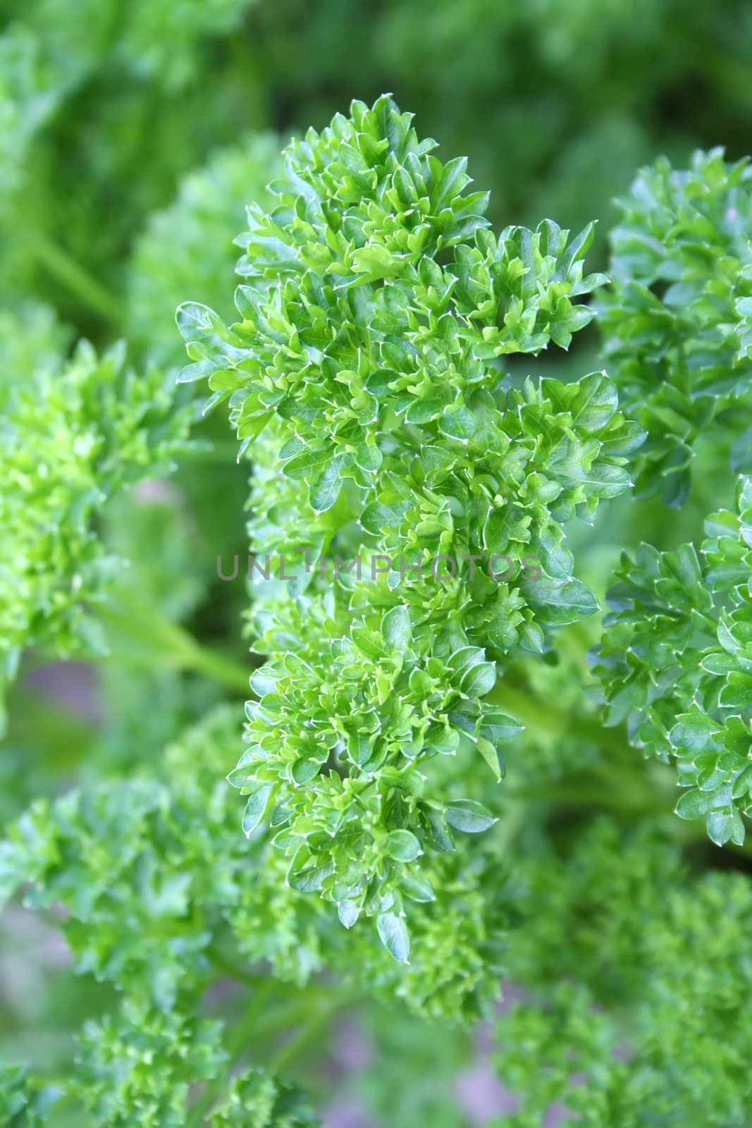 Digital Photo of a Parsley Plant.
