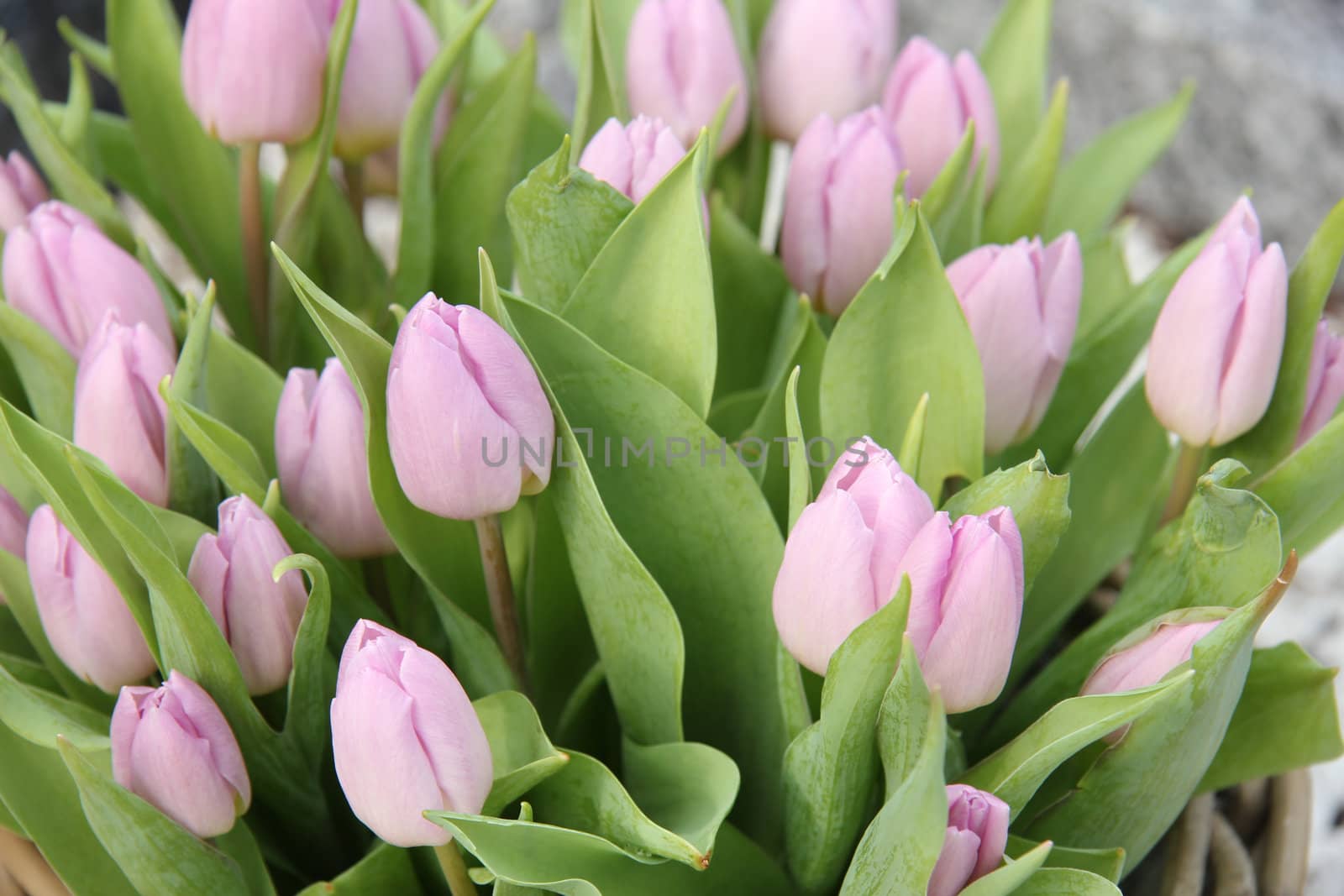 Light purple tulips in a spring bouquet