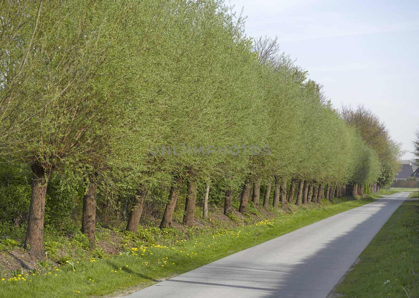 road with alley of trees by pbombaert