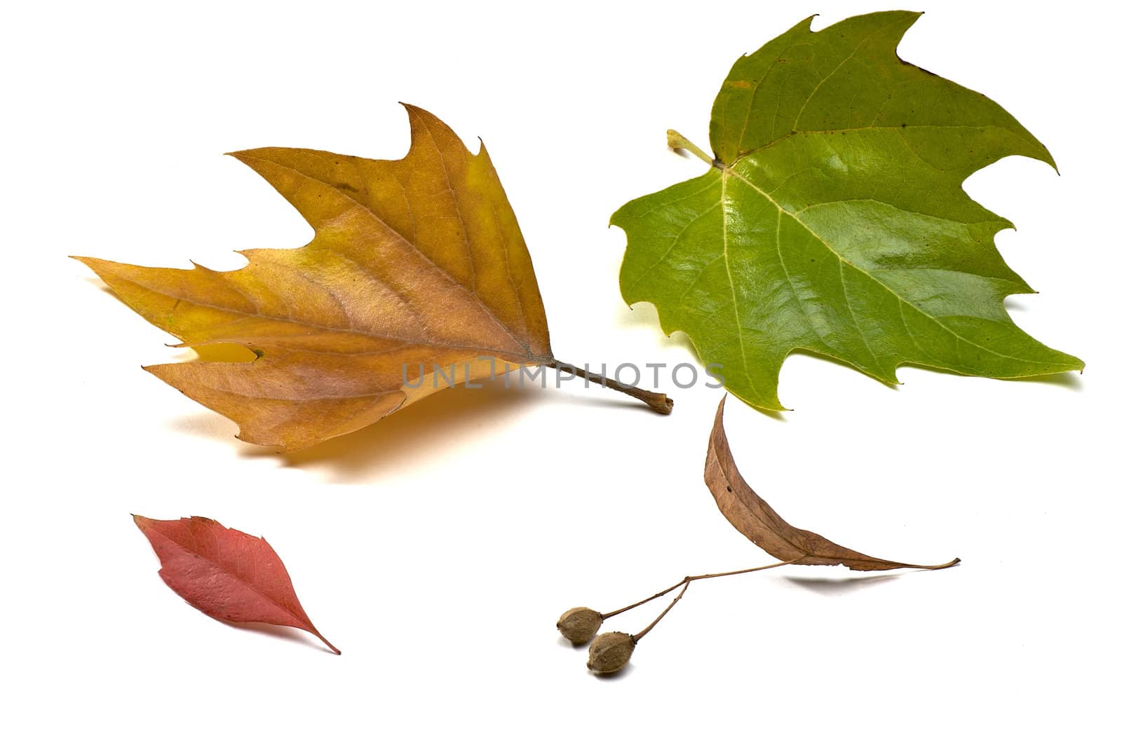 autumn leaves isolated on white by pbombaert