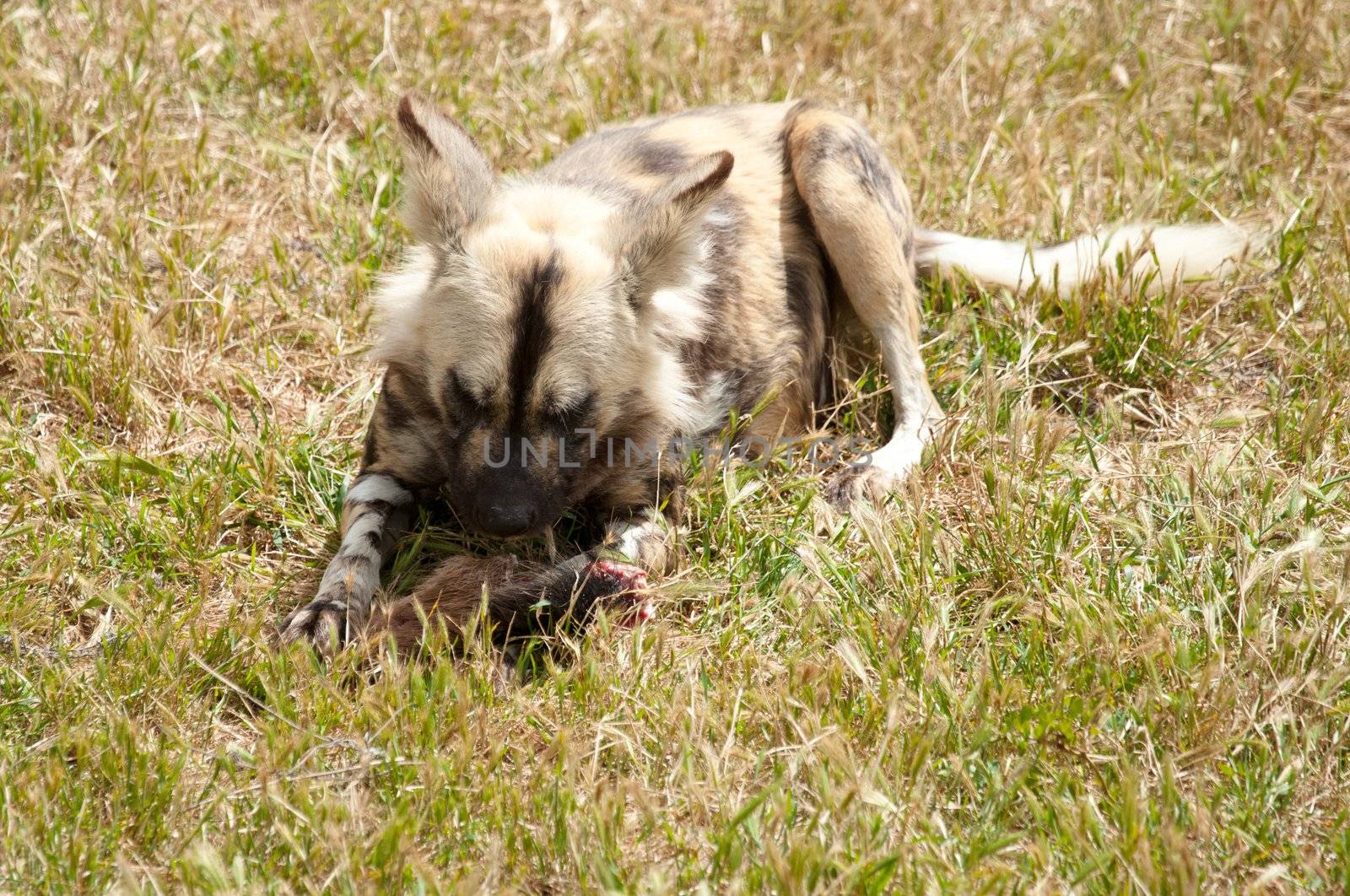 cape hunting dog eating meat by clearviewstock