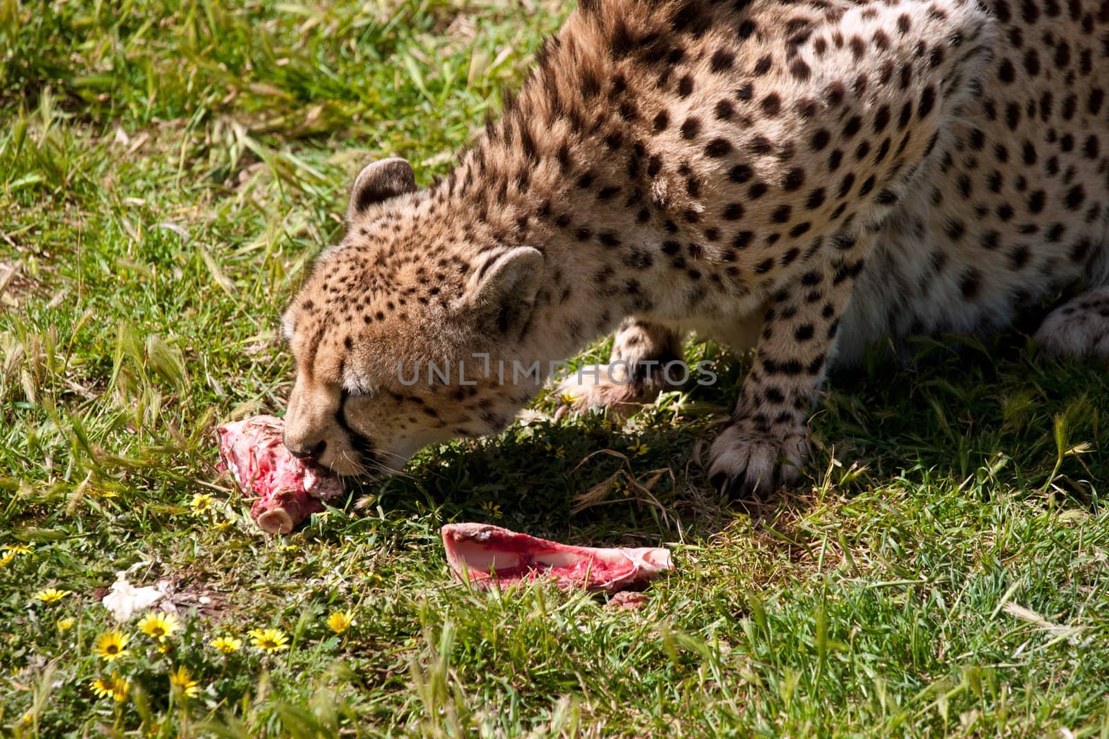 photo of a beautiful spotted cheetah eating meat