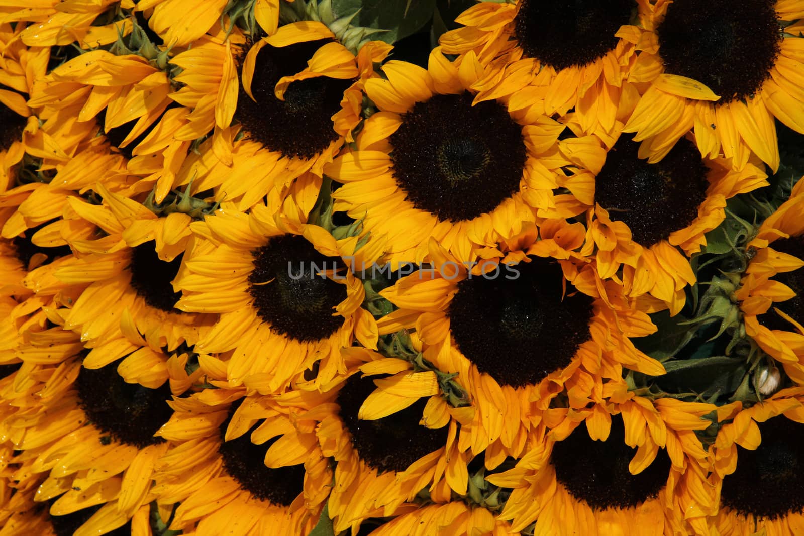 Big group of yellow sunflowers in full sunlight