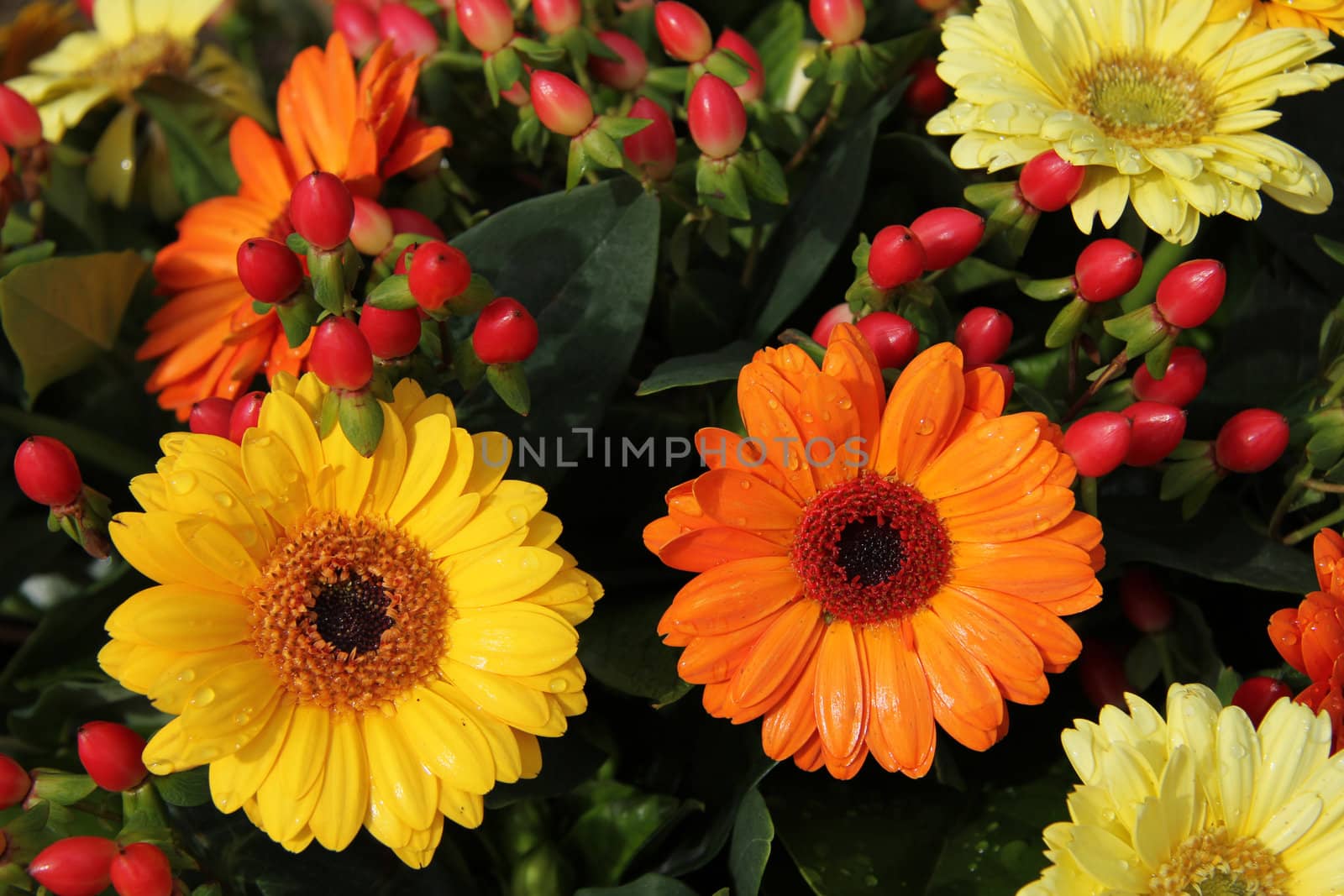 yellow and orange gerberas and berries in a floral arrangement