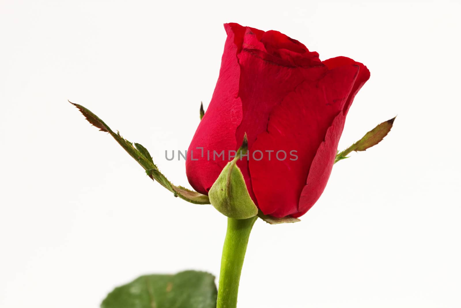 Single red rose stem and flower on white