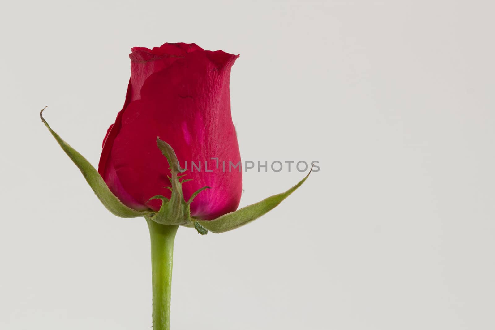 Red Rose Flower against a white background