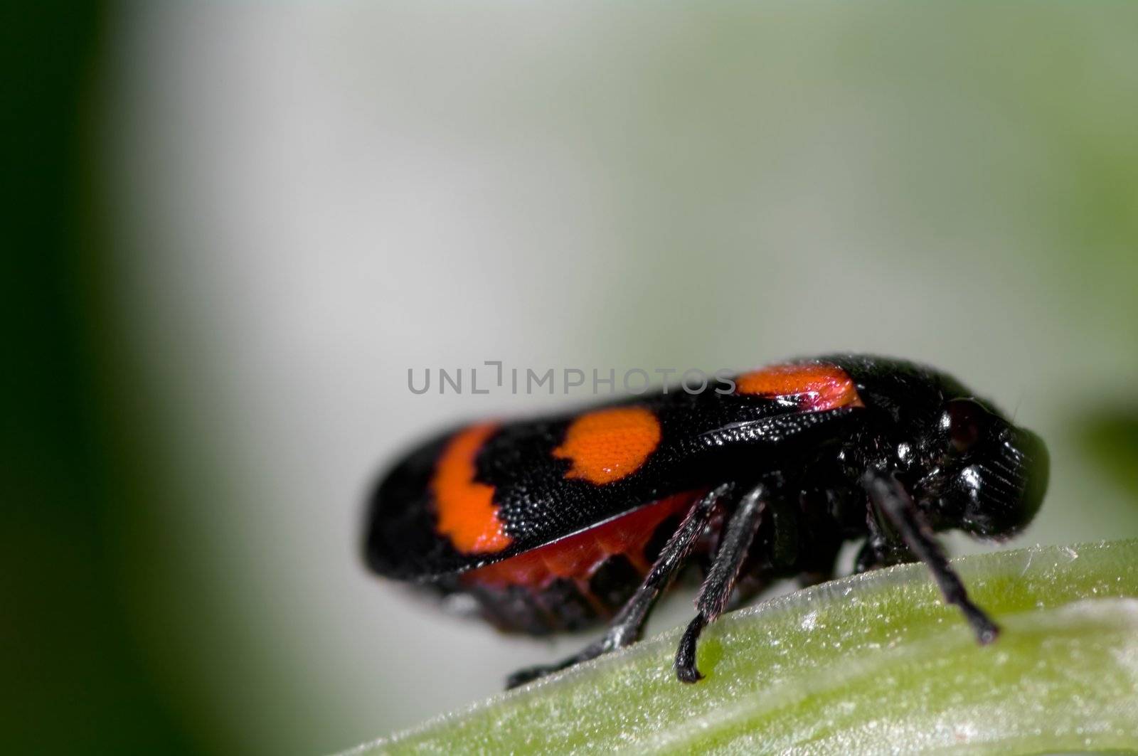 Black and orange insect sitting on a leaf