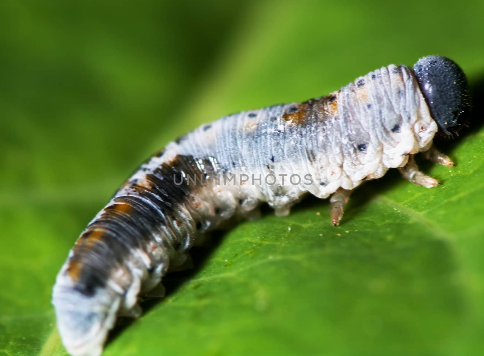 Larva on a leaf a spring day close to Castelvetro