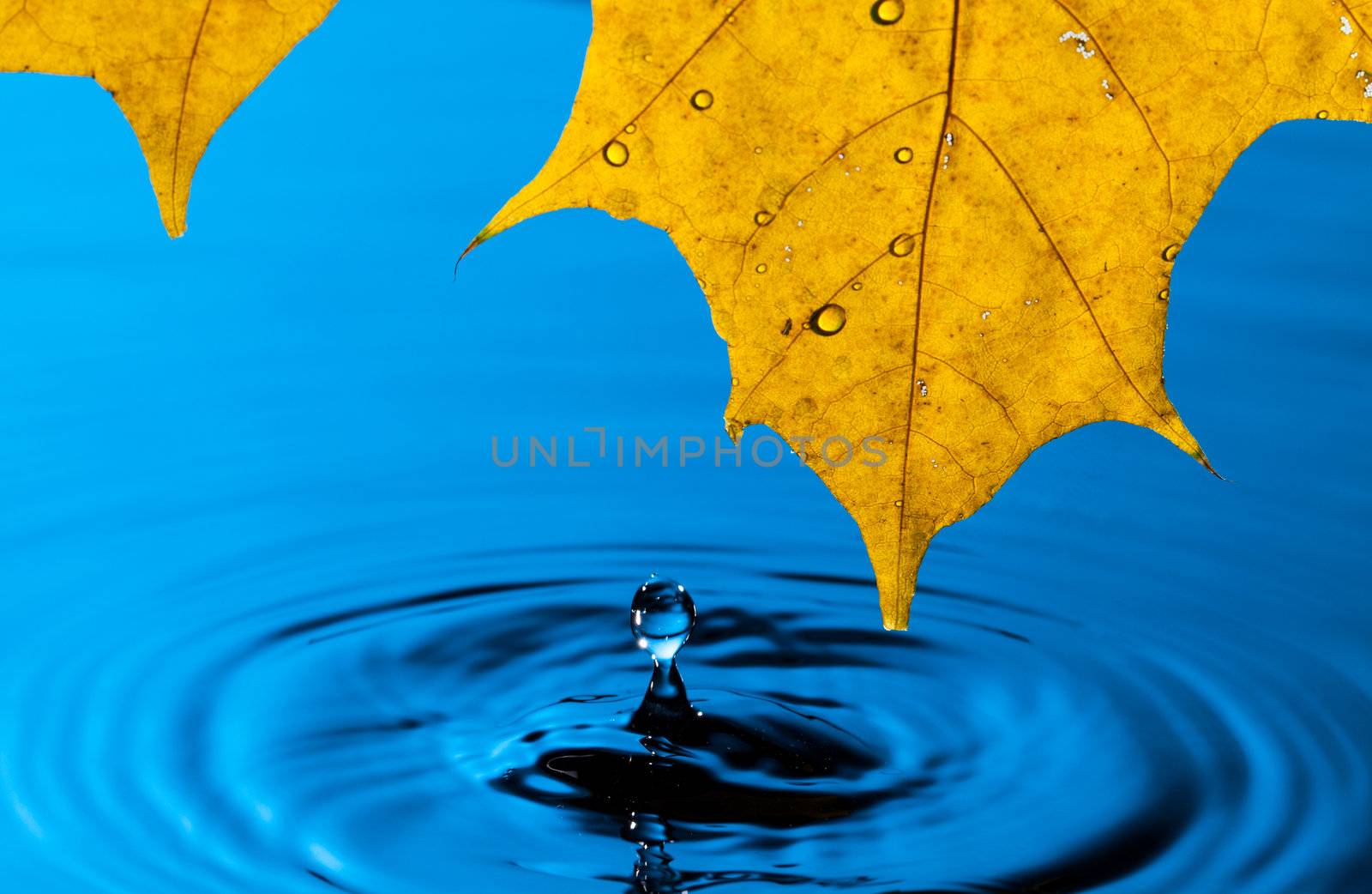 Yellow Leaf and Water Drop with Reflection