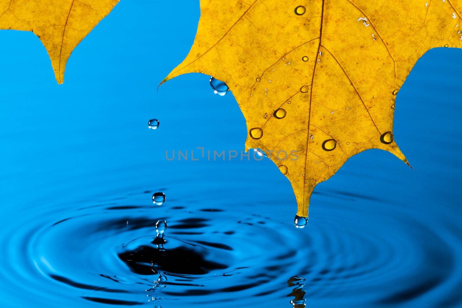 Yellow Leaf and Water Drop with Reflection